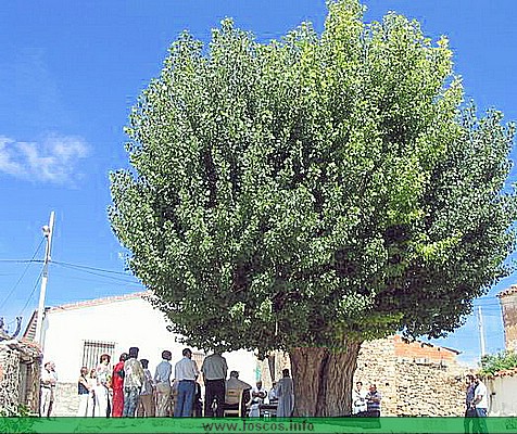 rutgaler012a.JPG