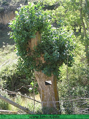 rutgaler018.JPG
