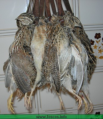 rutgaler036.jpg