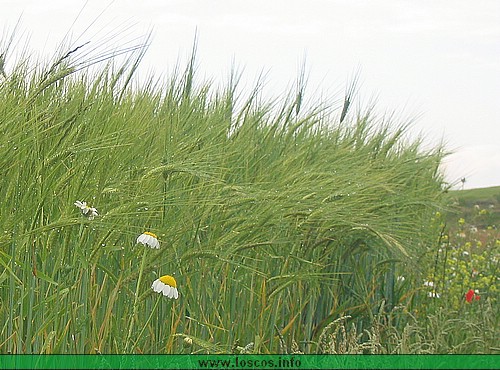rutgaler038.jpg